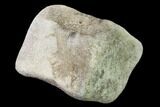 Fossil Whale Lumbar Vertebra - Yorktown Formation #159507-2